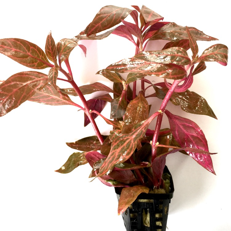 Alt.reineckii in pot